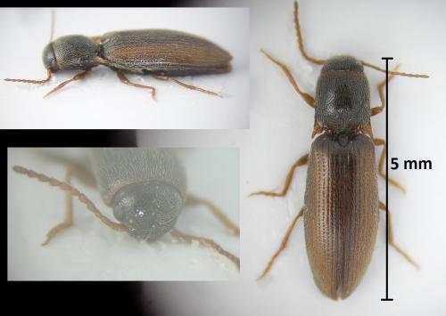 Réf. 189 452 : Agriotes sp.